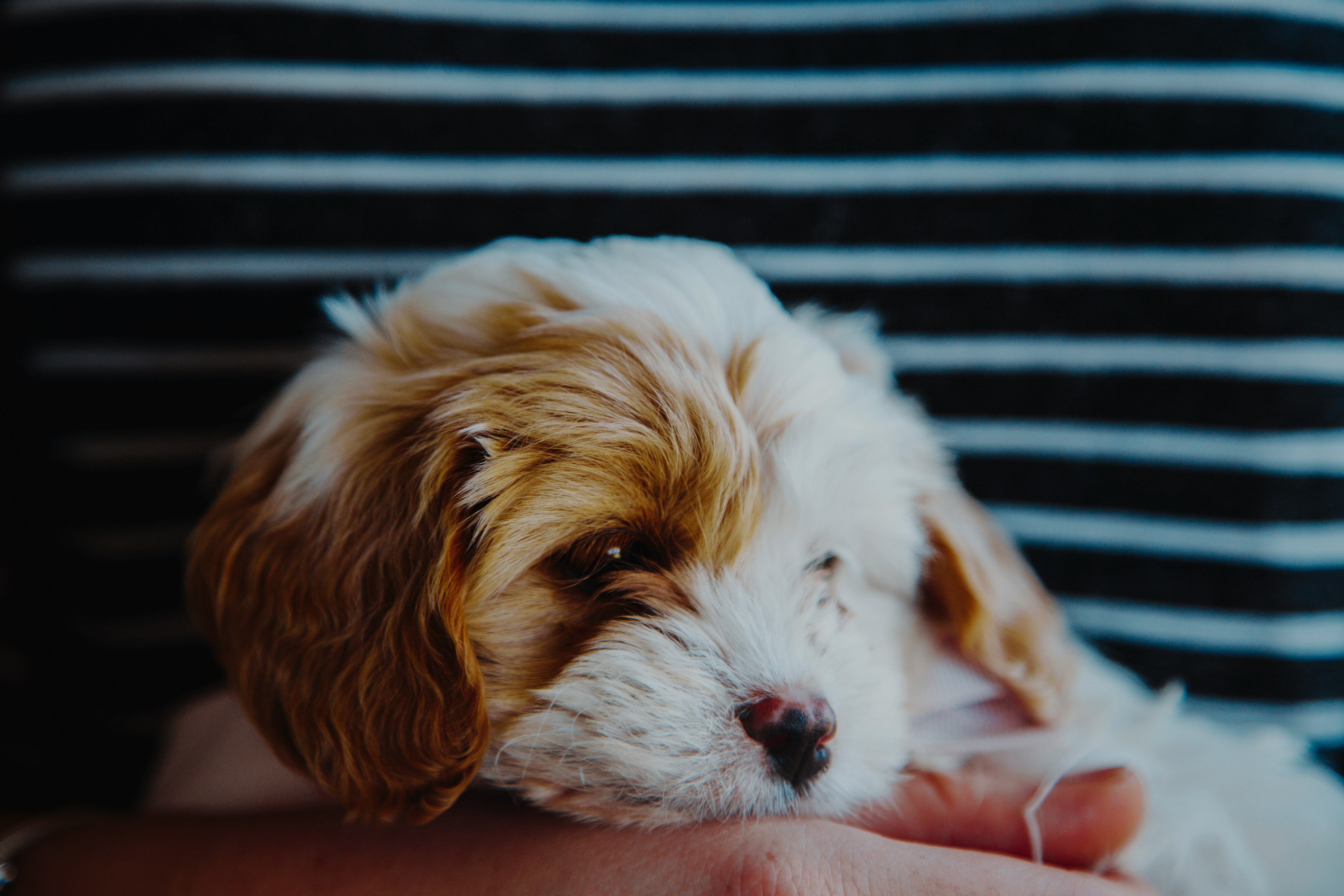 person carrying a brown and white puppy